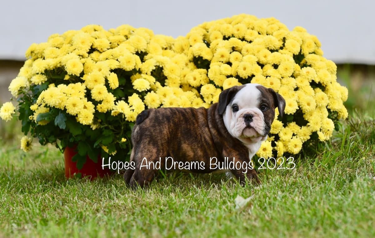 Labrador Retriever Puppies breeder image 5