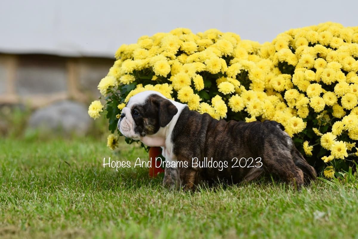 Labrador Retriever Puppies breeder image 6