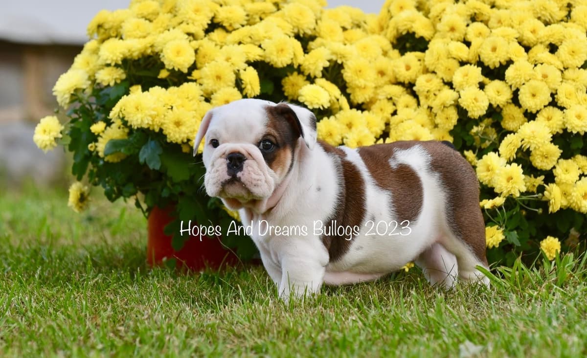Labrador Retriever Puppies breeder image 7