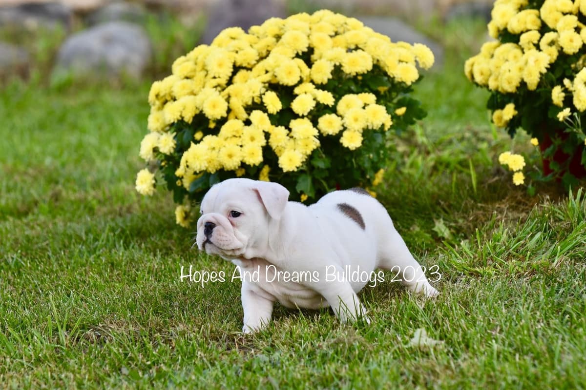 Labrador Retriever Puppies breeder image 8