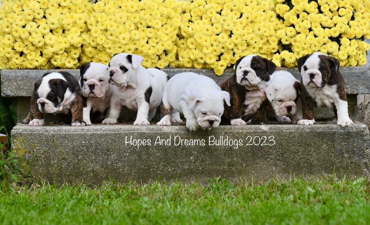 Labrador Retriever Puppies breeder image 9