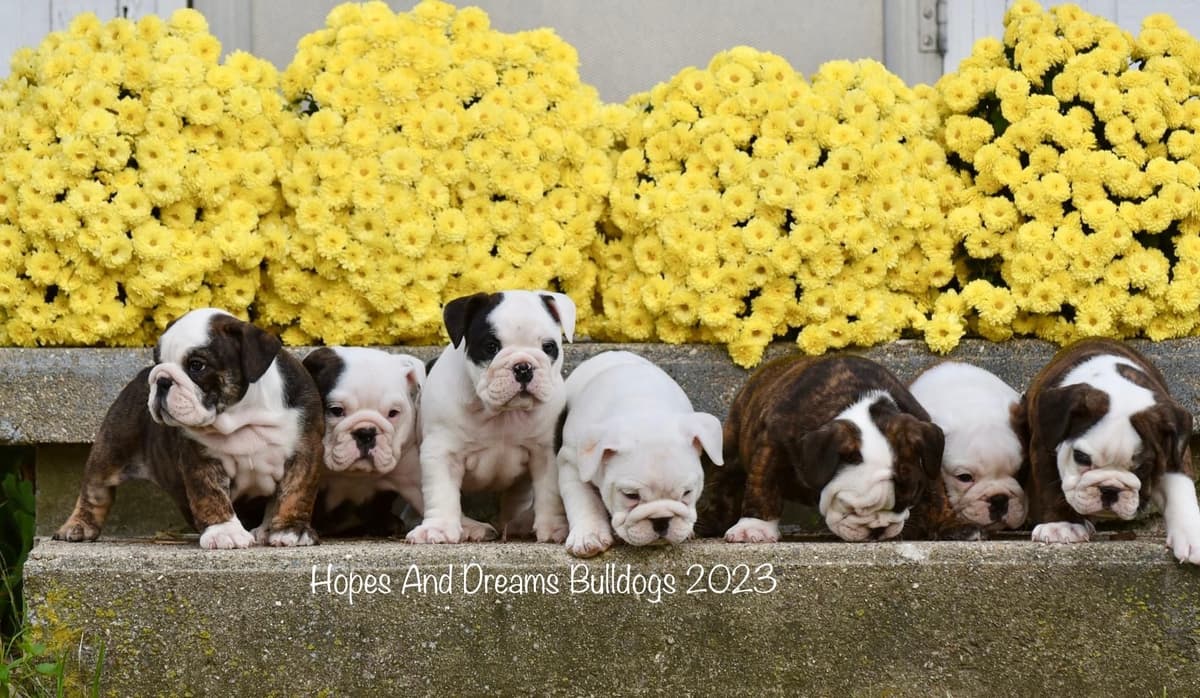 Labrador Retriever Puppies breeder image 10