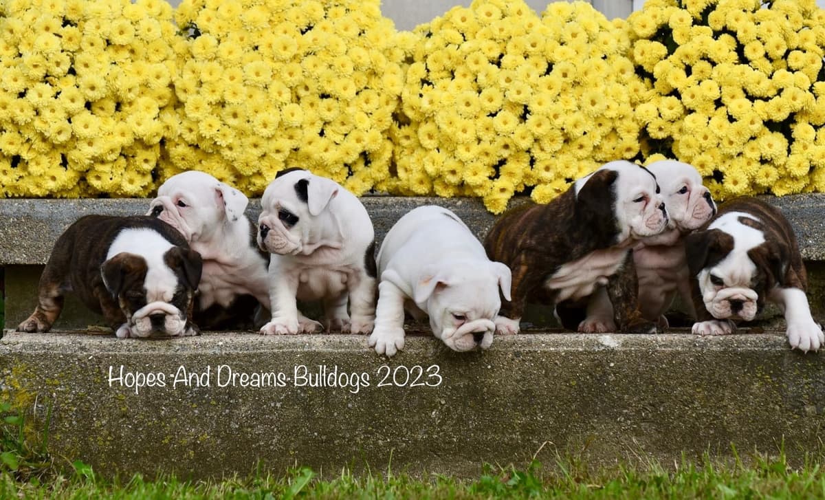 Labrador Retriever Puppies breeder image 11