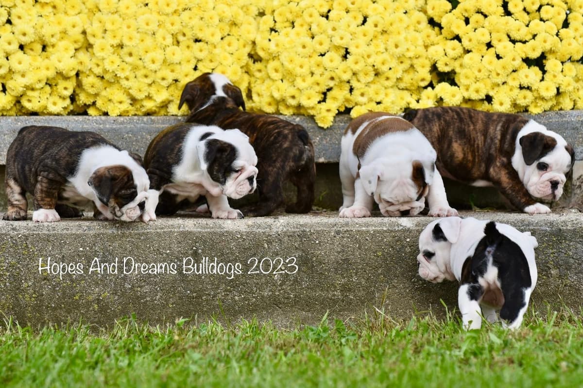 Labrador Retriever Puppies breeder image 12