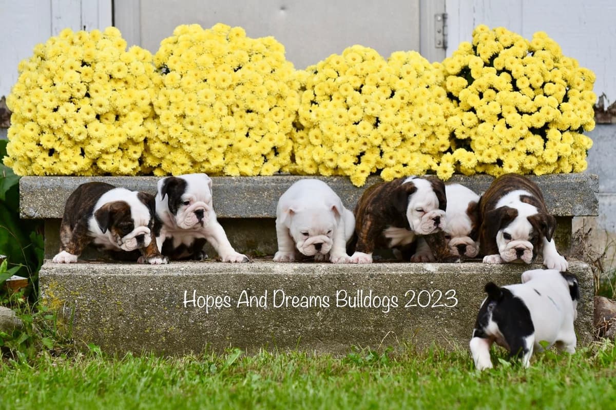 Labrador Retriever Puppies breeder image 15