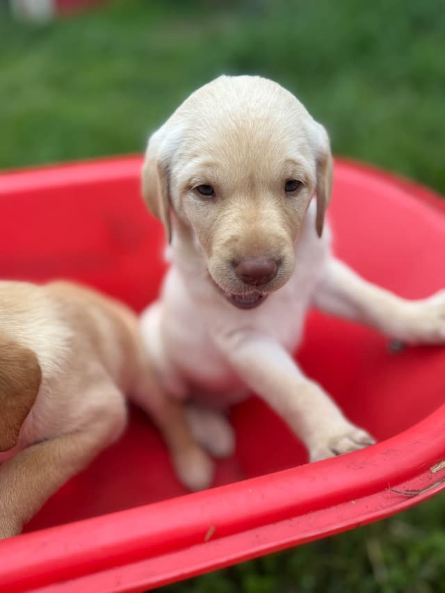 Labrador Retriever Puppies media 2
