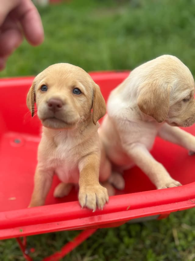 Labrador Retriever Puppies media 3
