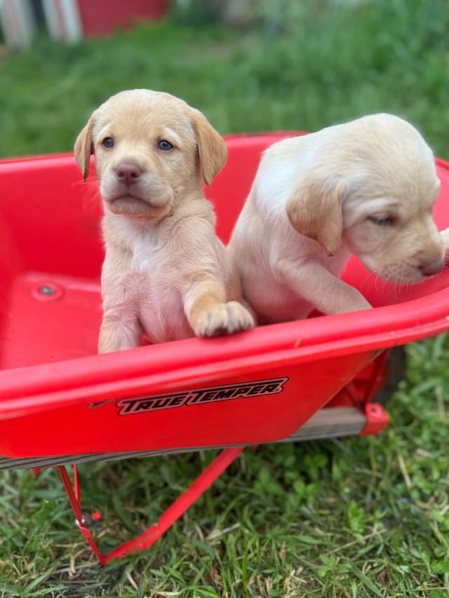 Labrador Retriever Puppies media 4