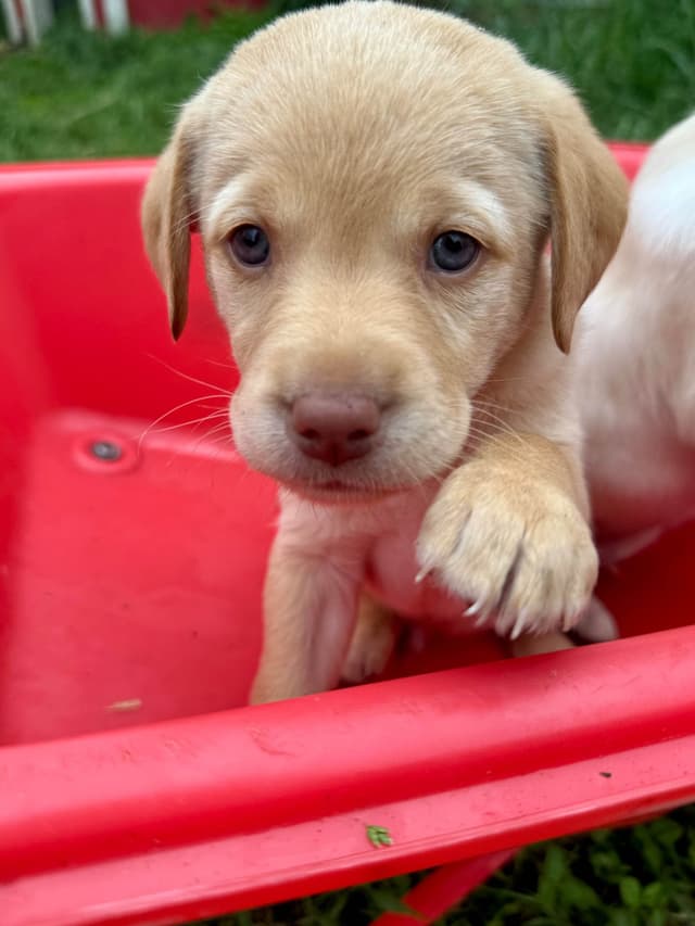 Labrador Retriever Puppies media 6
