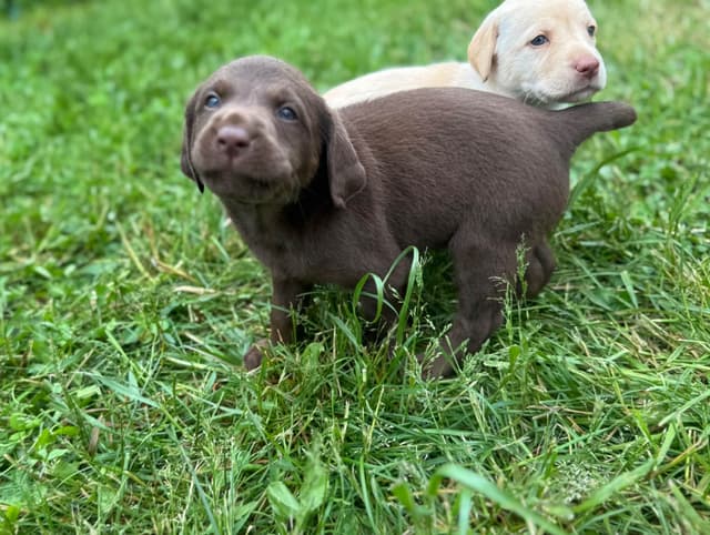 Labrador Retriever Puppies media 5