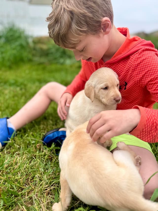 Labrador Retriever Puppies media 8