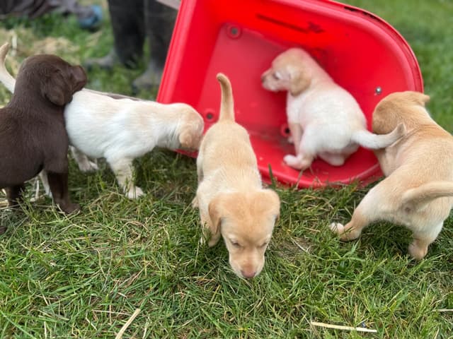 Labrador Retriever Puppies media 9