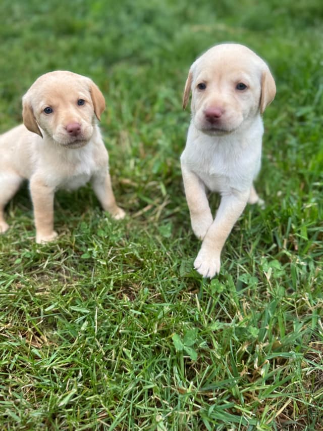 Labrador Retriever Puppies media 10