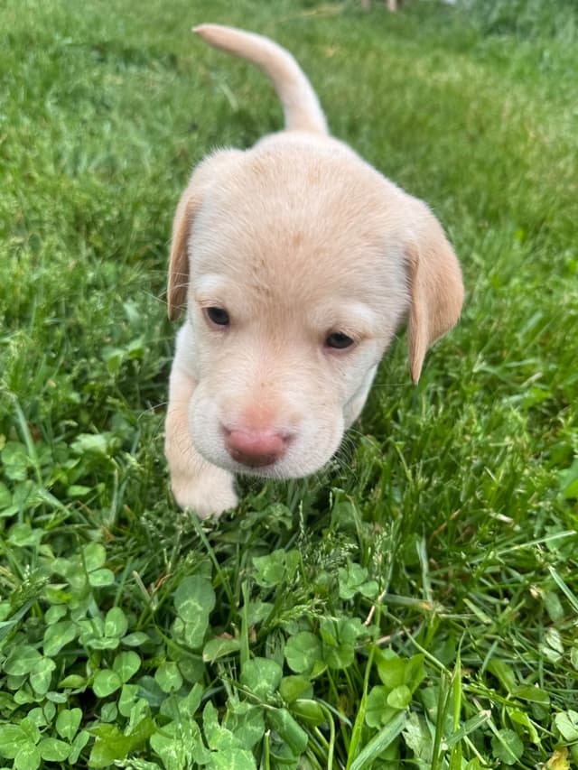 Labrador Retriever Puppies media 11