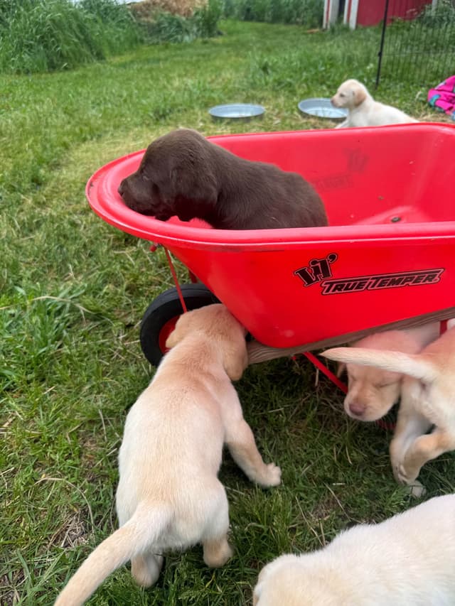 Labrador Retriever Puppies media 12