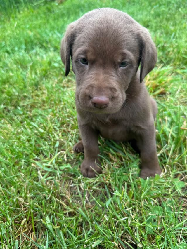Labrador Retriever Puppies media 13