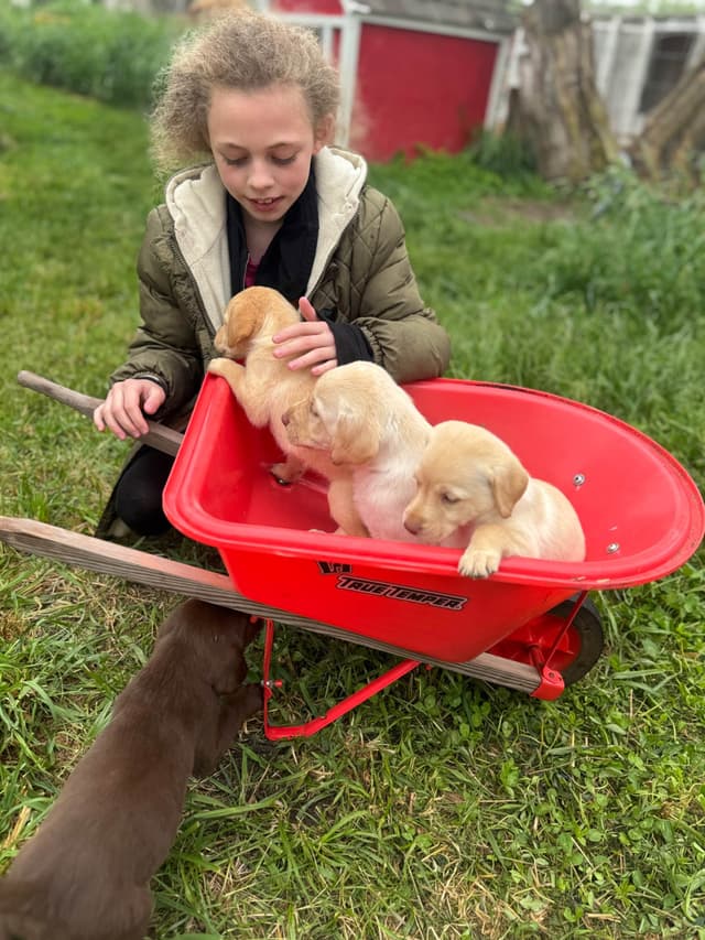 Labrador Retriever Puppies media 14