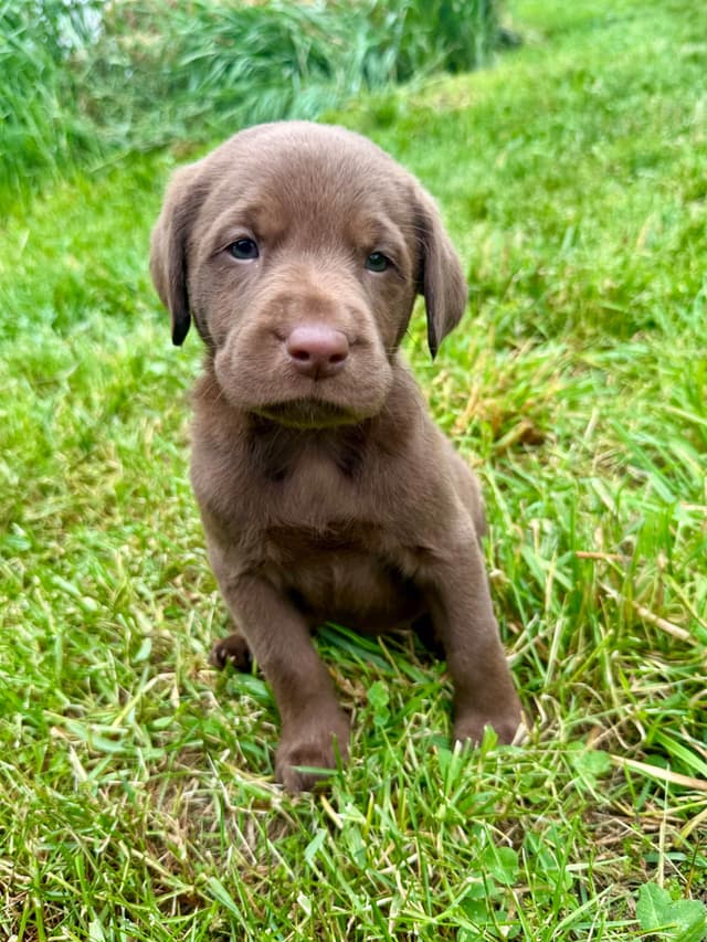 Labrador Retriever Puppies media 15