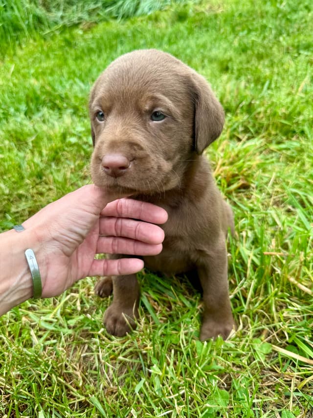 Labrador Retriever Puppies media 16
