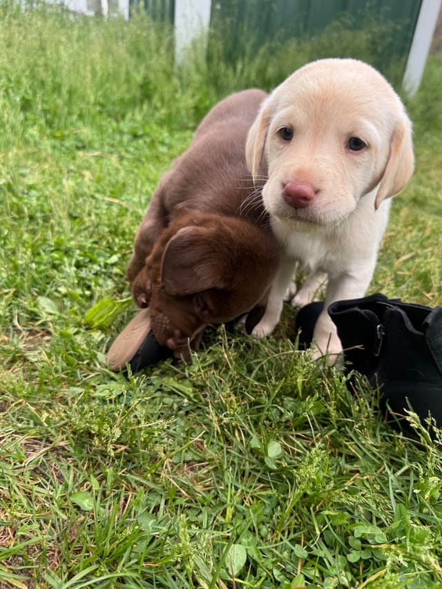 Labrador Retriever Puppies media 17