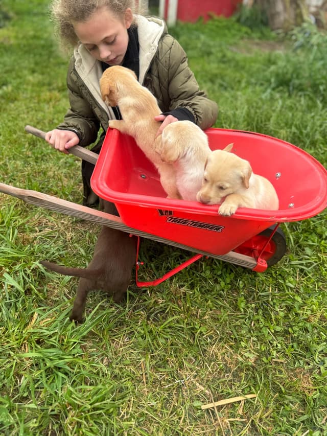 Labrador Retriever Puppies media 18