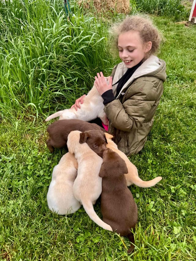 Labrador Retriever Puppies media 19