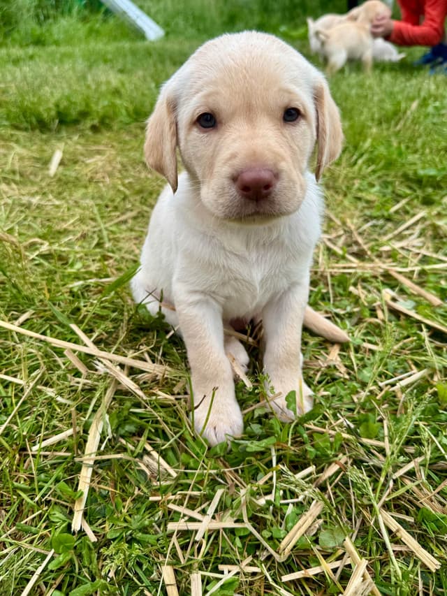 Labrador Retriever Puppies media 20