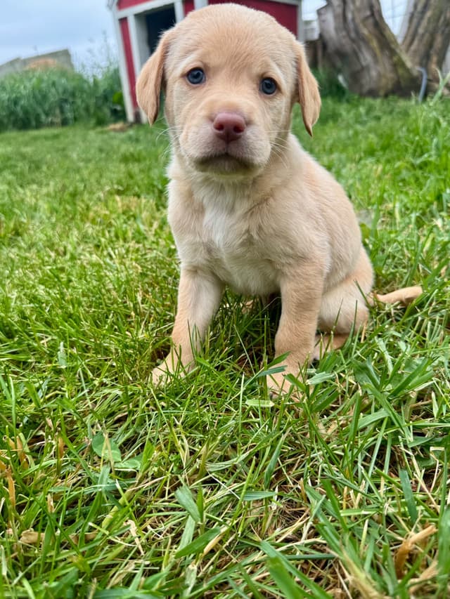 Labrador Retriever Puppies media 21