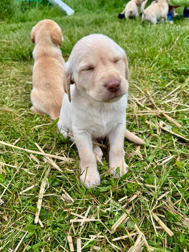 Labrador Retriever Puppies media 22