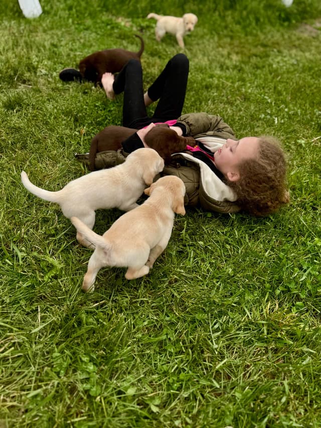 Labrador Retriever Puppies media 23
