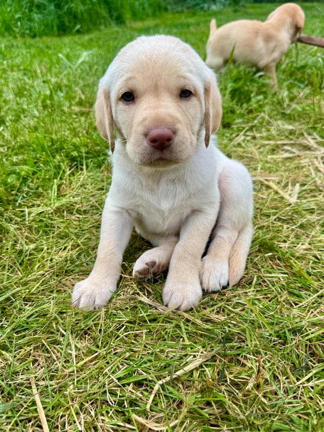 Labrador Retriever Puppies media 24