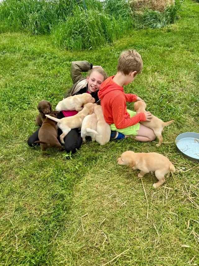 Labrador Retriever Puppies media 25