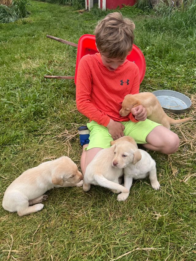 Labrador Retriever Puppies media 26