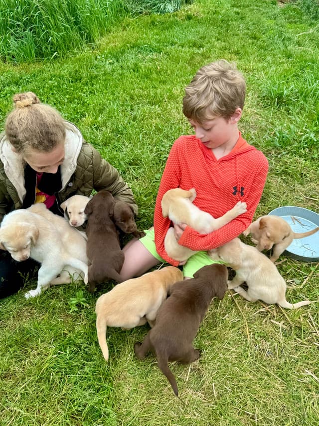 Labrador Retriever Puppies media 27