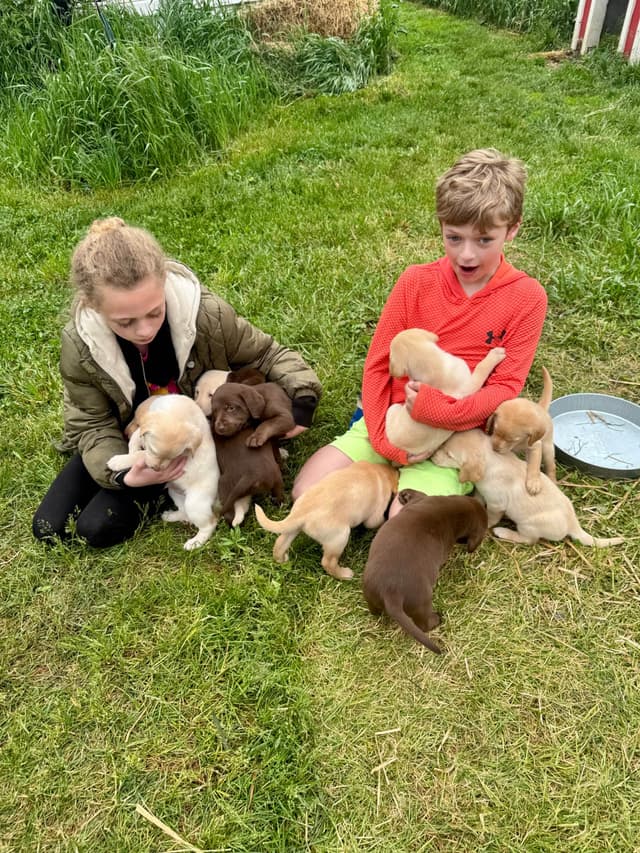 Labrador Retriever Puppies media 28