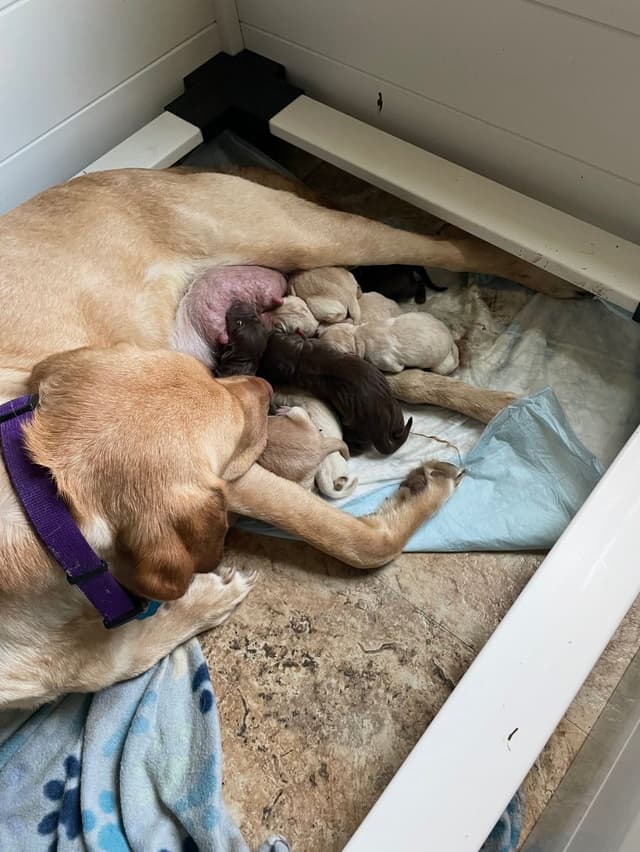 Labrador Retriever Puppies media 30
