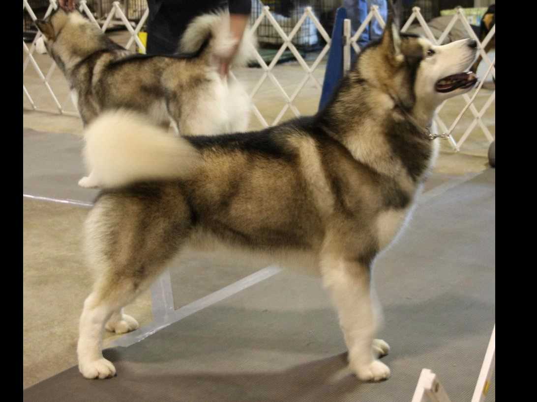 Kalamals Alaskan Malamute breeder image 9