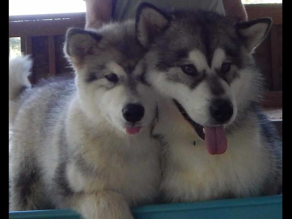 Kalamals Alaskan Malamute breeder image 10