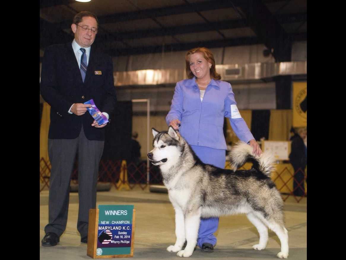 Kalamals Alaskan Malamute breeder image 11