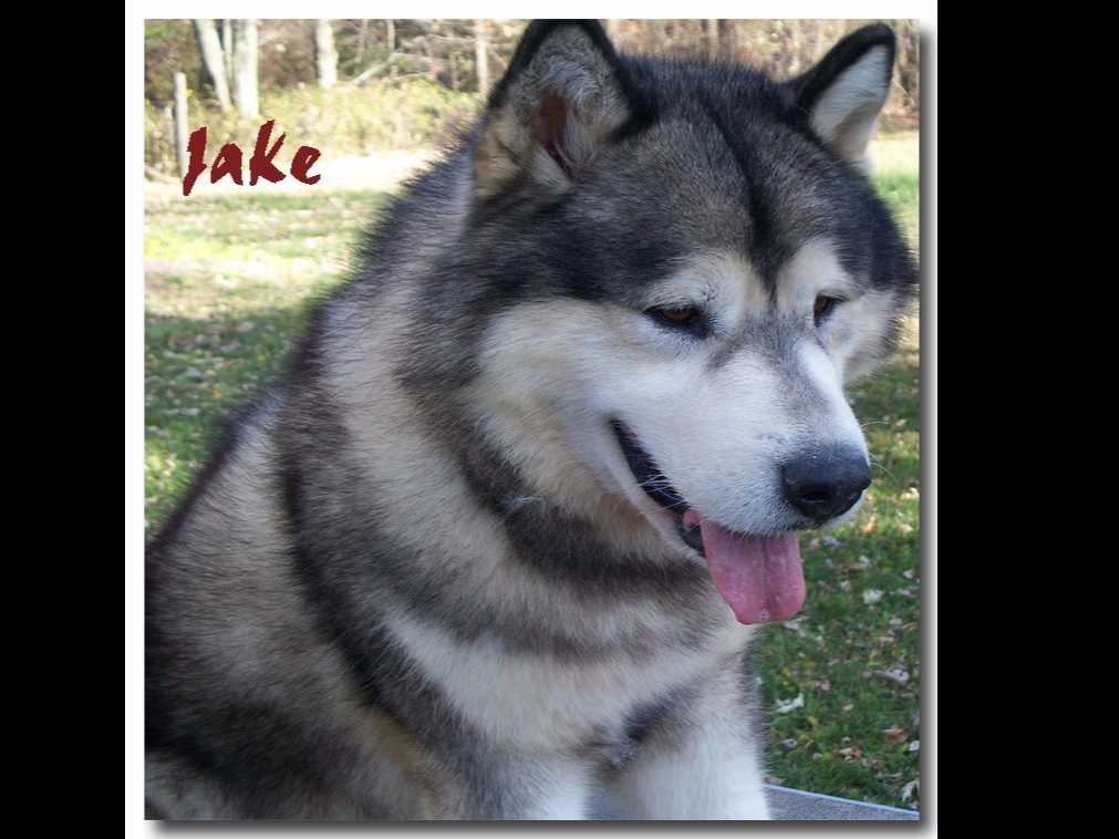 Kalamals Alaskan Malamute breeder image 12
