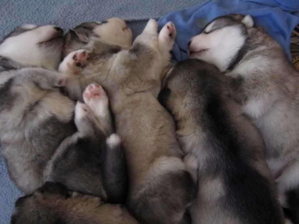 Kalamals Alaskan Malamute breeder image 4