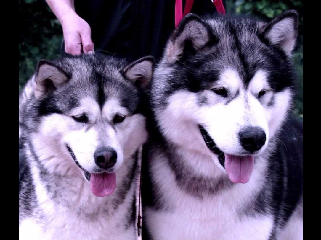 Kalamals Alaskan Malamute breeder image 6