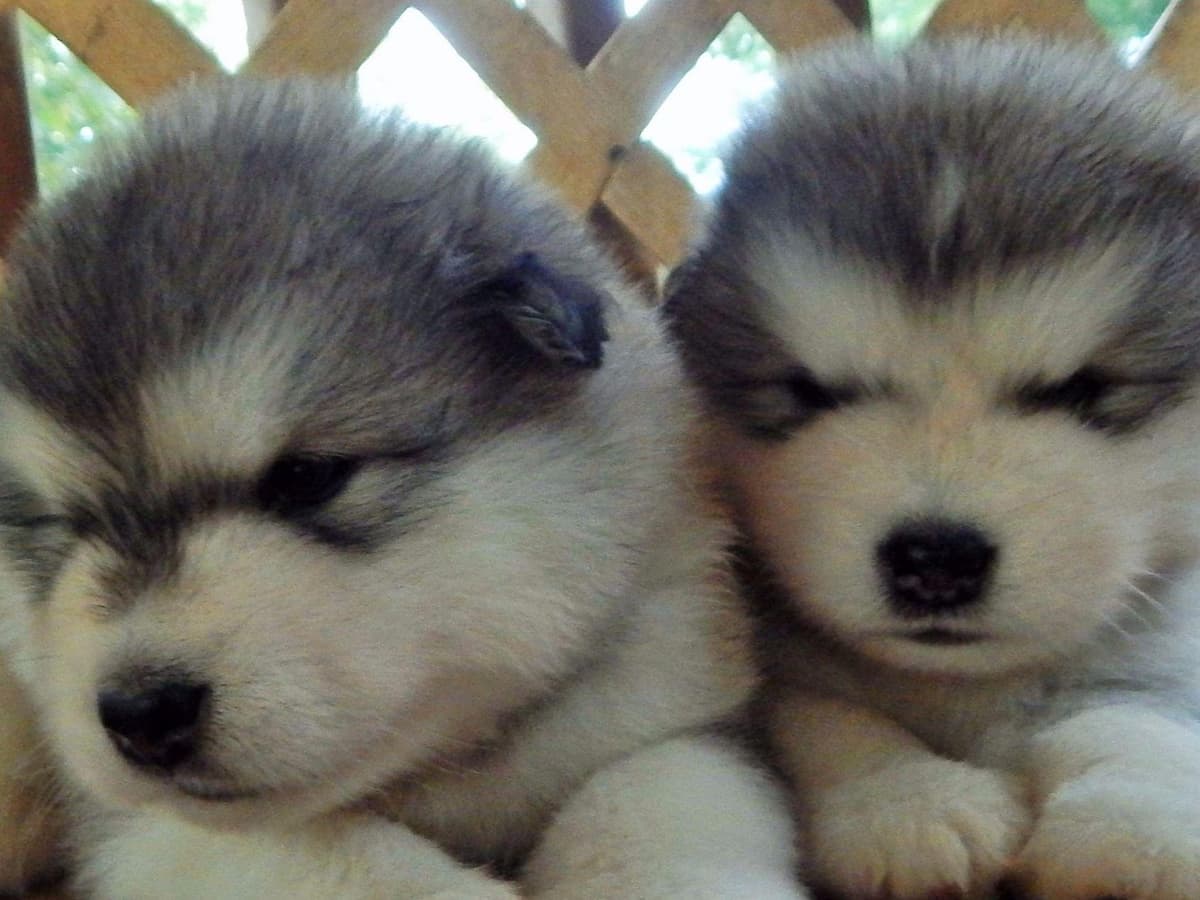 Kalamals Alaskan Malamute breeder image 5