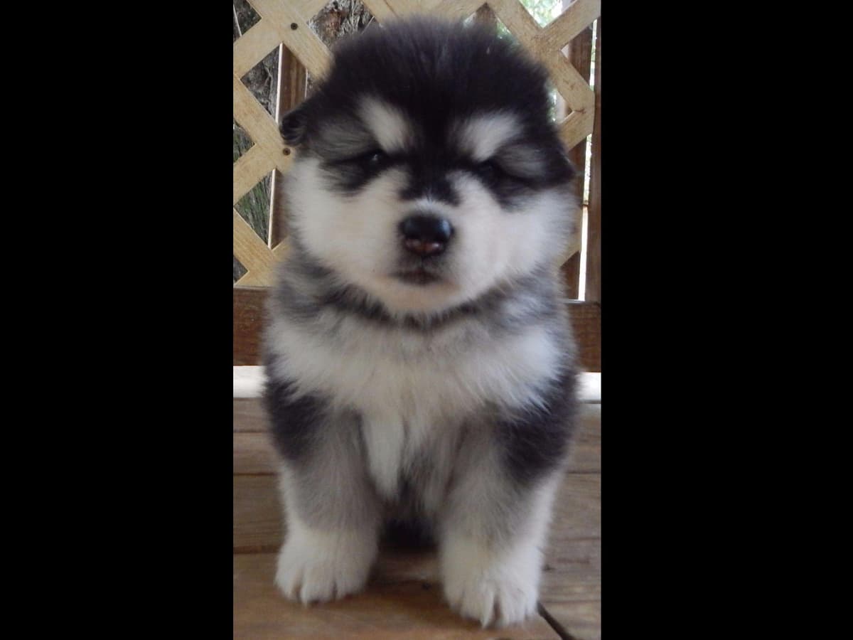 Kalamals Alaskan Malamute breeder image 13