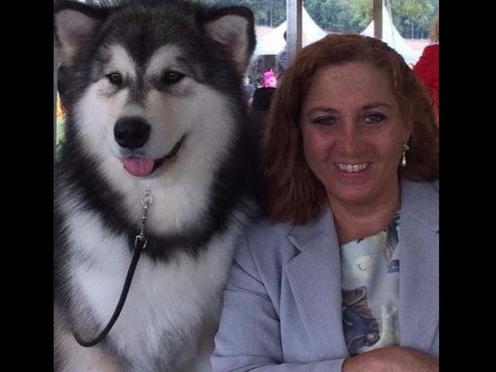 Kalamals Alaskan Malamute breeder image 7