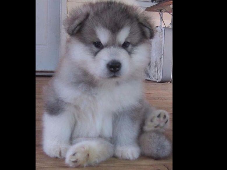 Kalamals Alaskan Malamute breeder image 1