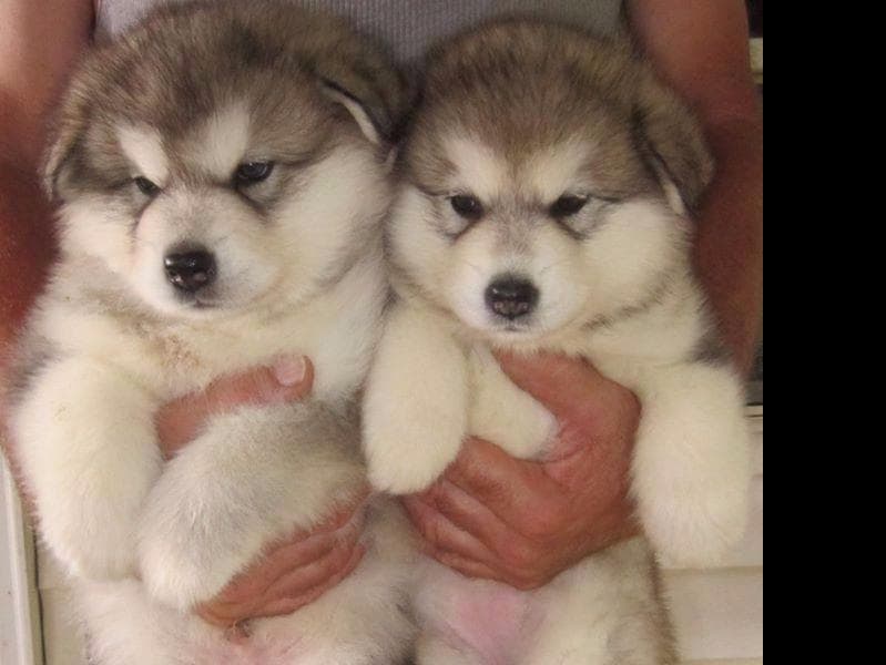 Kalamals Alaskan Malamute breeder image 3