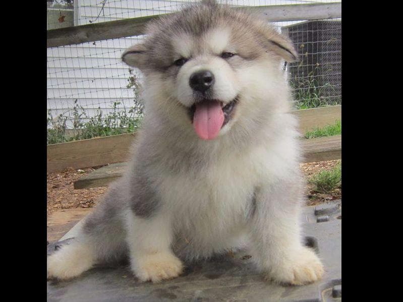 Kalamals Alaskan Malamute breeder image 14