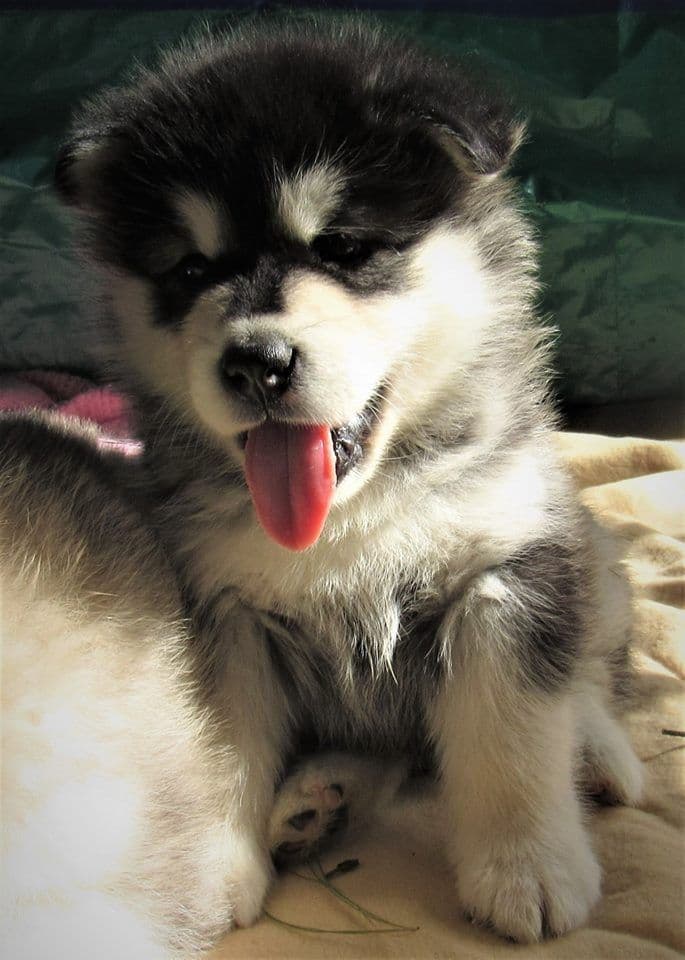 Kalamals Alaskan Malamute breeder image 16