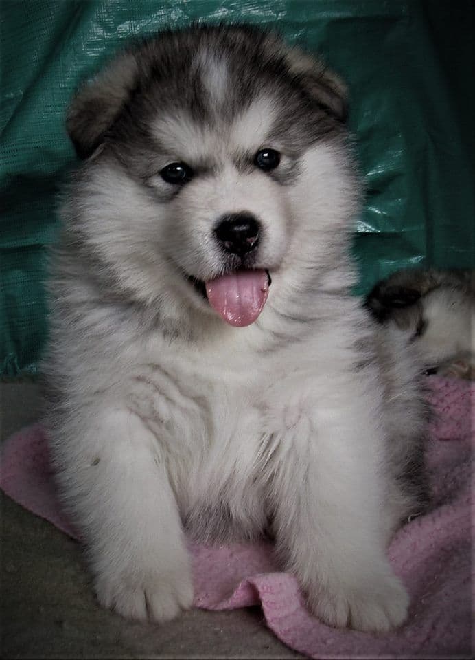 Kalamals Alaskan Malamute breeder image 17